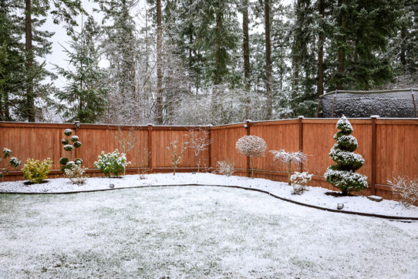 Morning picture of trees in a backyard after 1 inch of snow in winter.